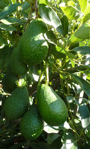 new crop of avocados