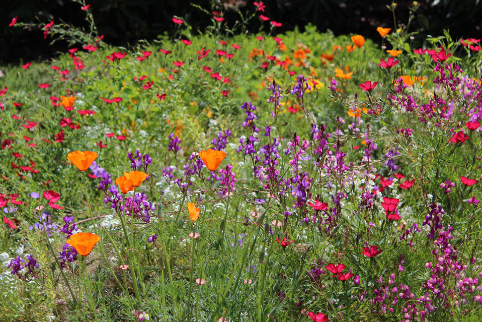 wildflowers in California