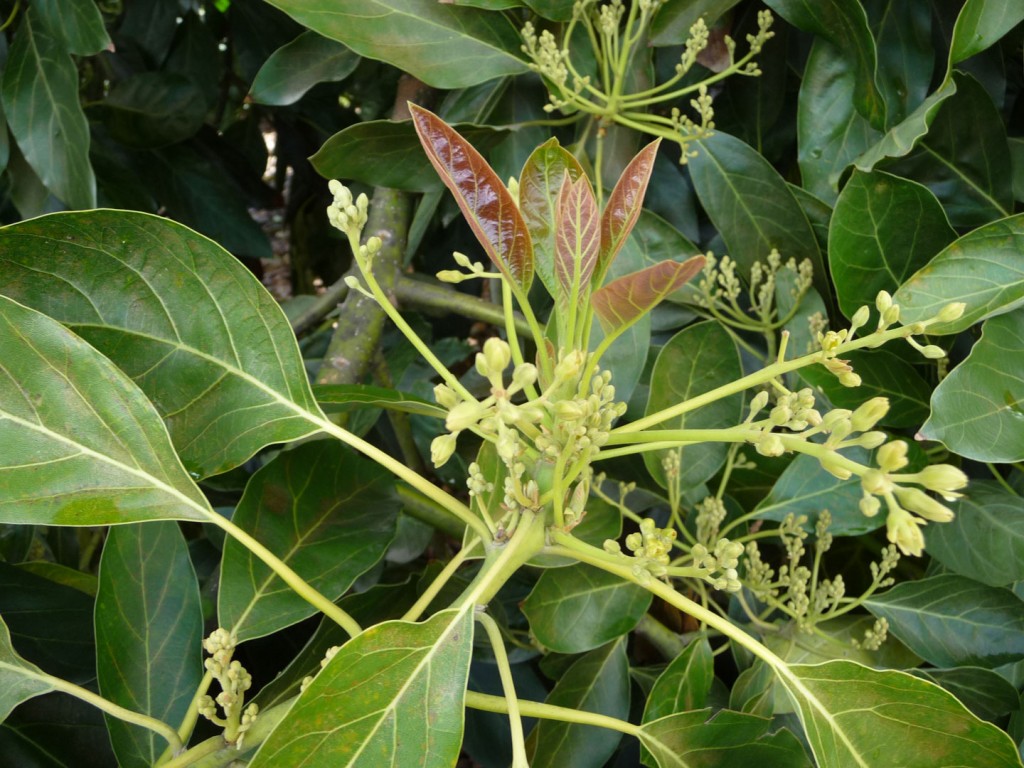 new growth on avocado trees