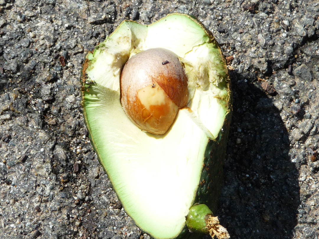 smashed avocado