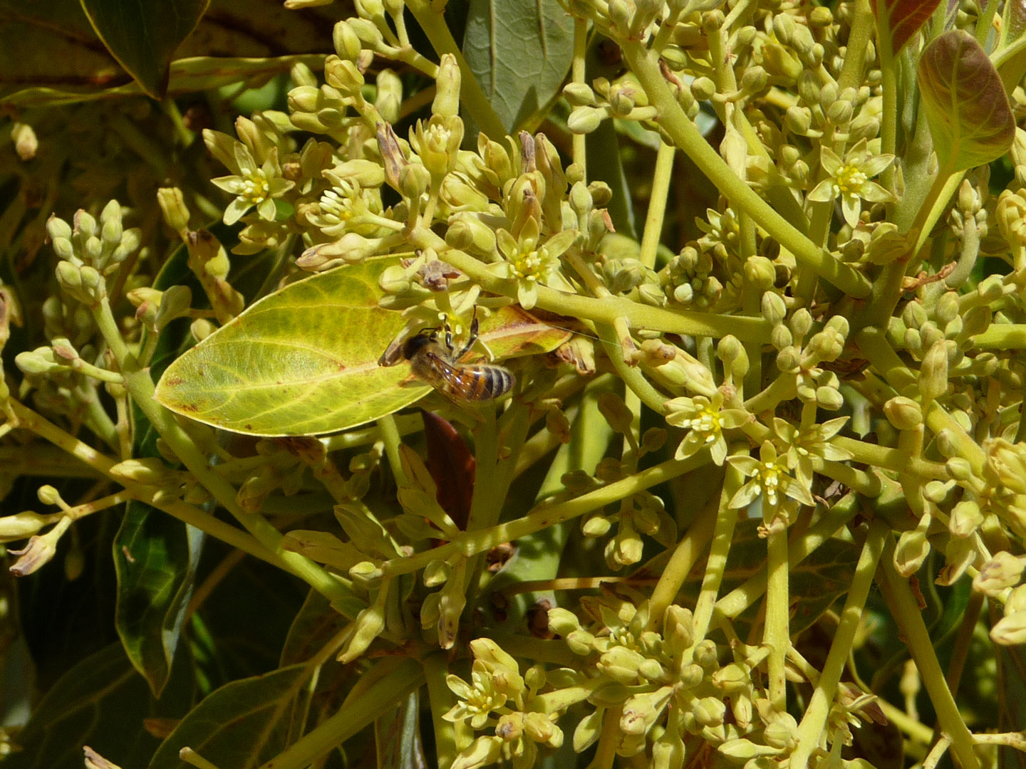 bees pollinate avocado flowers