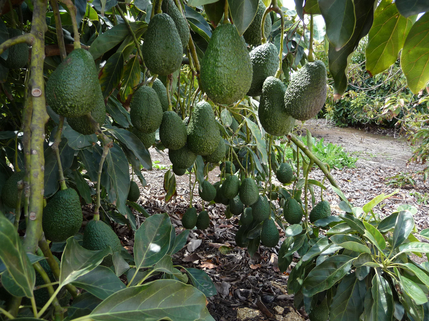 mature avocados are ready to pick!
