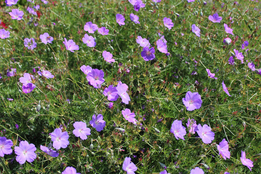 purple geraniums