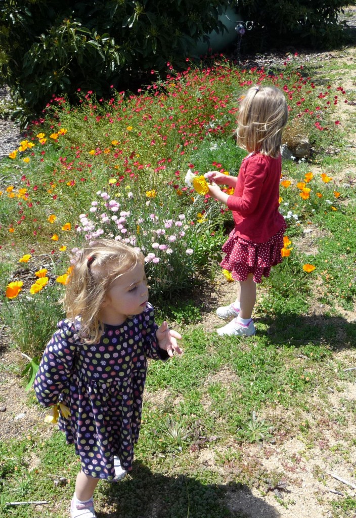Picking wildflowers that were grown from seed