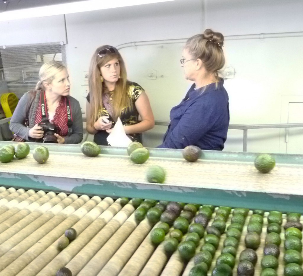 avocado sorting