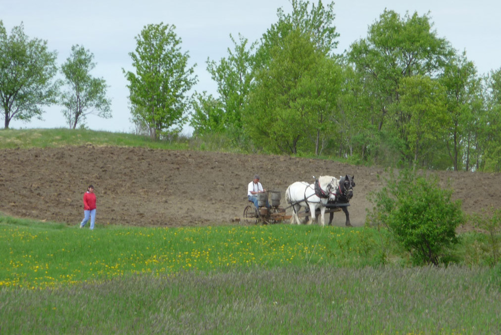 Planting corn in Vermont the old fashioned way