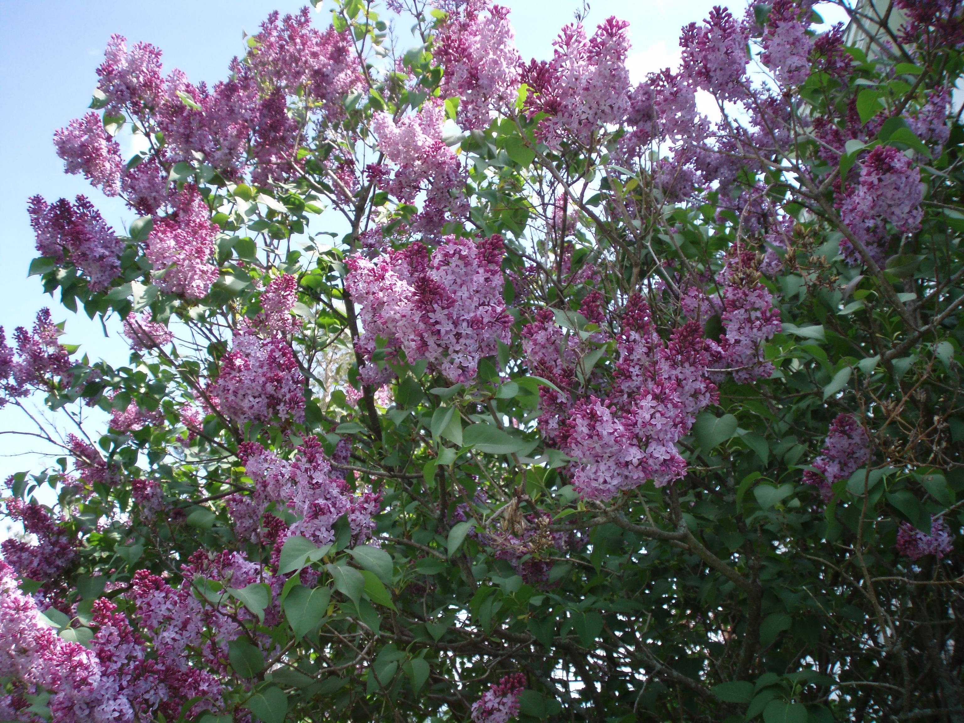 purple lilacs