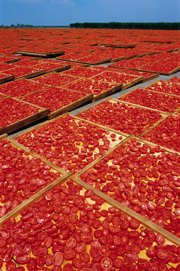 drying tomatoes at Mooney Farms