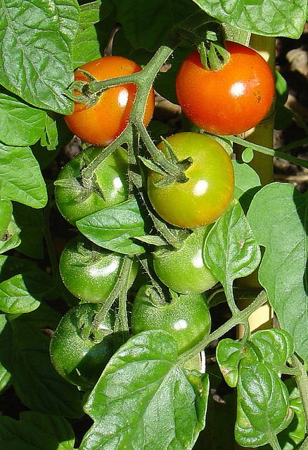 tomatoes by Andrew Fogg