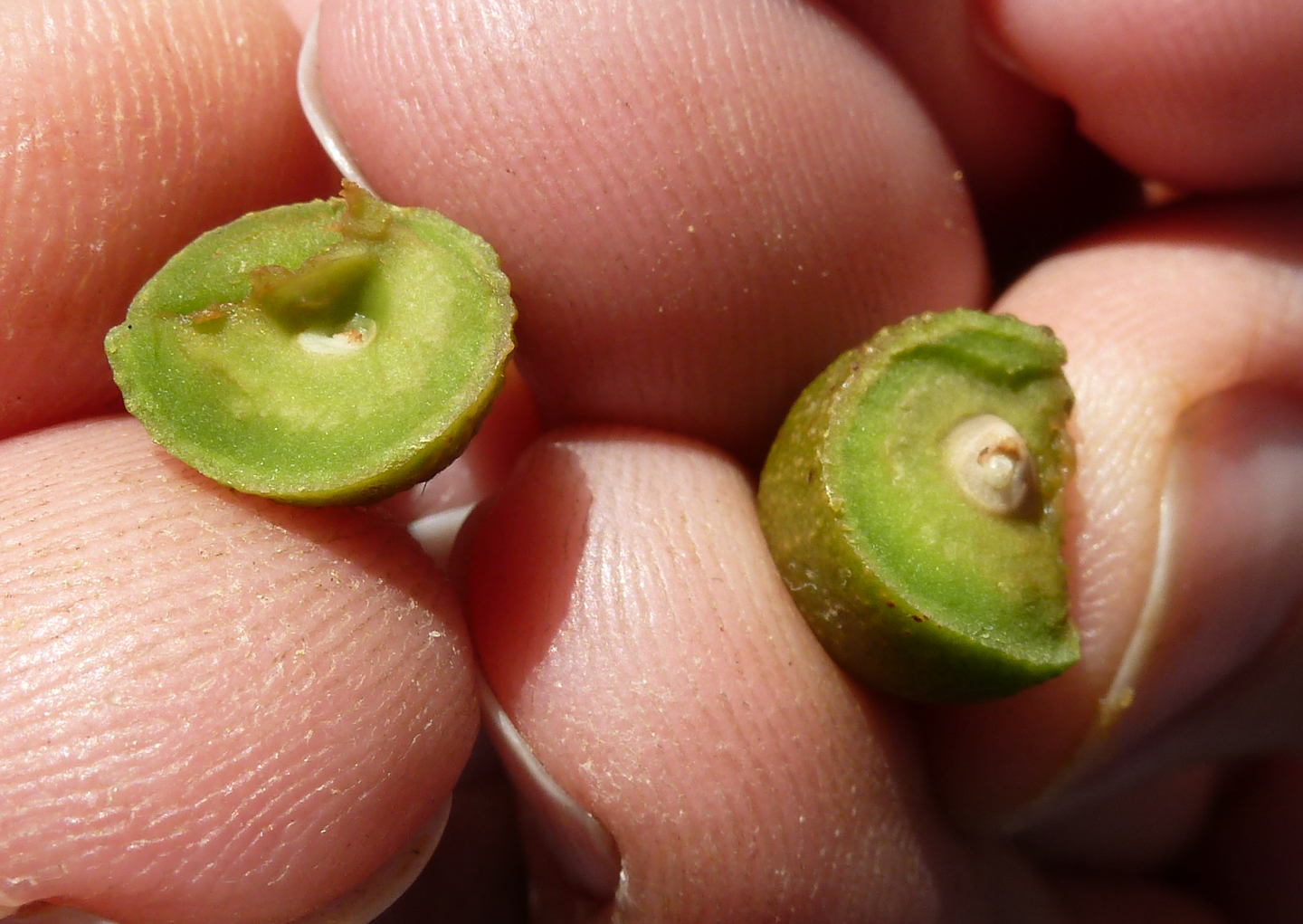 tiny avocado cut in half