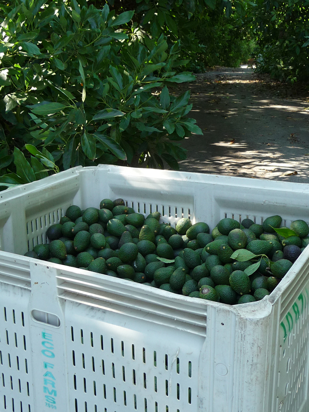 bin of avocados