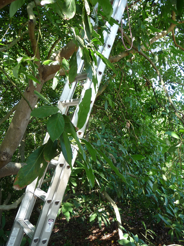 ladder in avocado tree