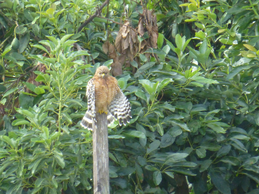 Red Tail Hawk in our grove