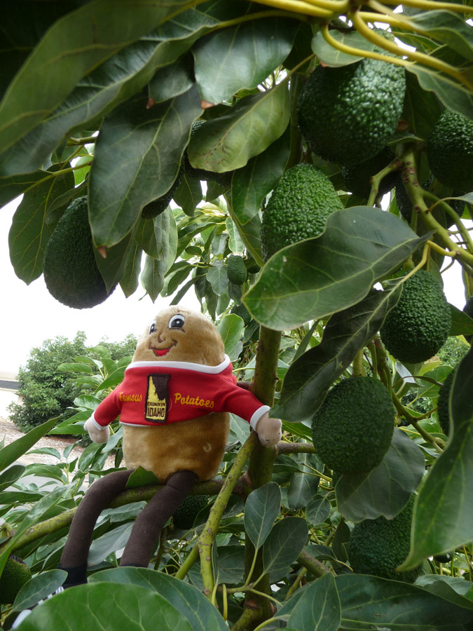 Spuddy Buddy in avocado tree