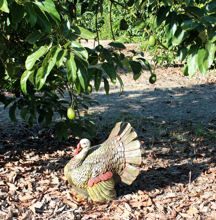 turkey in the grove