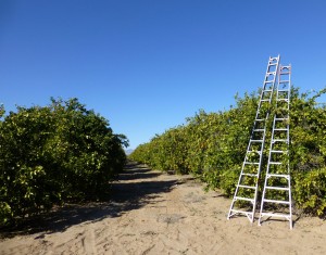 Citrus groves in Coachella Valley