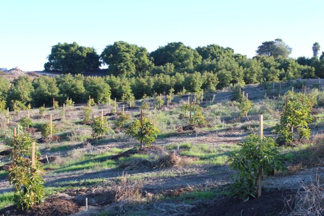 avocado trees of different sizes