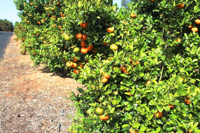 tangerinetrees