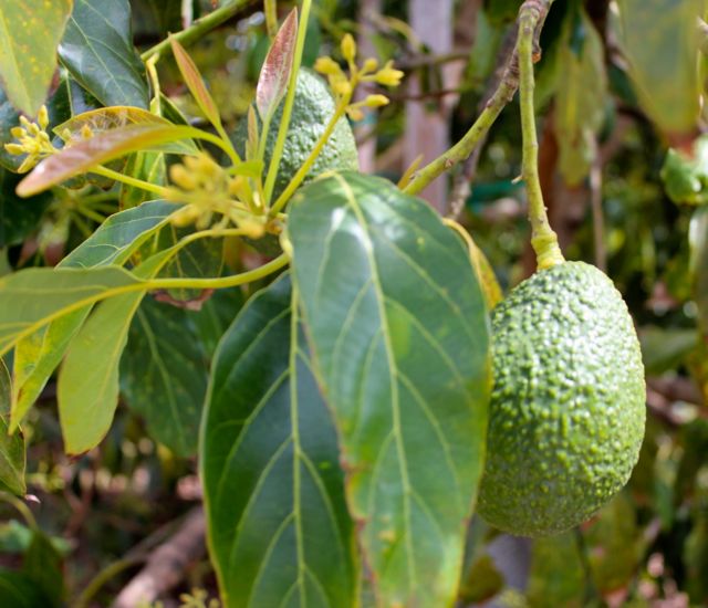 avocado-with-buds