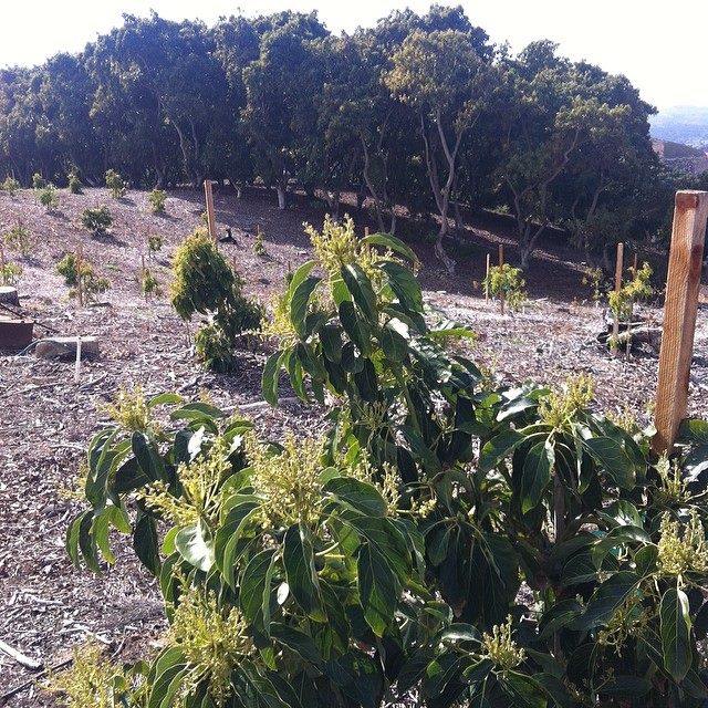 young and old trees