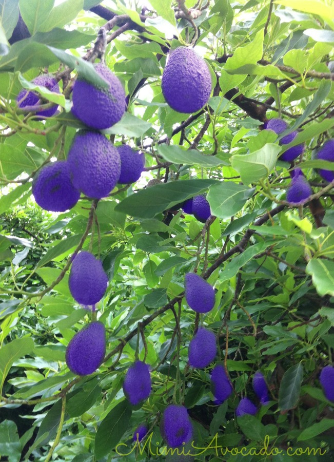 purple avocados