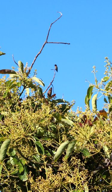 hummingbird-in-avocado-tree