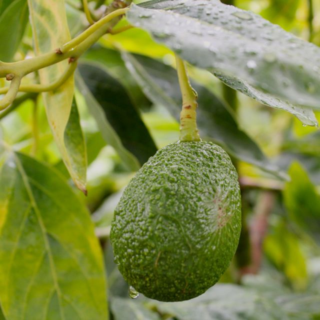 avocado in the rain