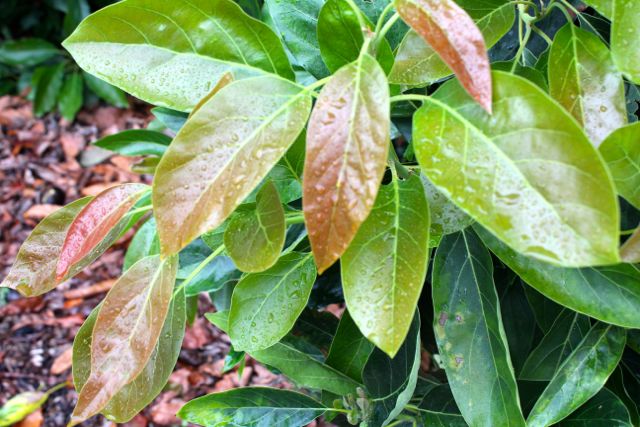 wet-red-leaves