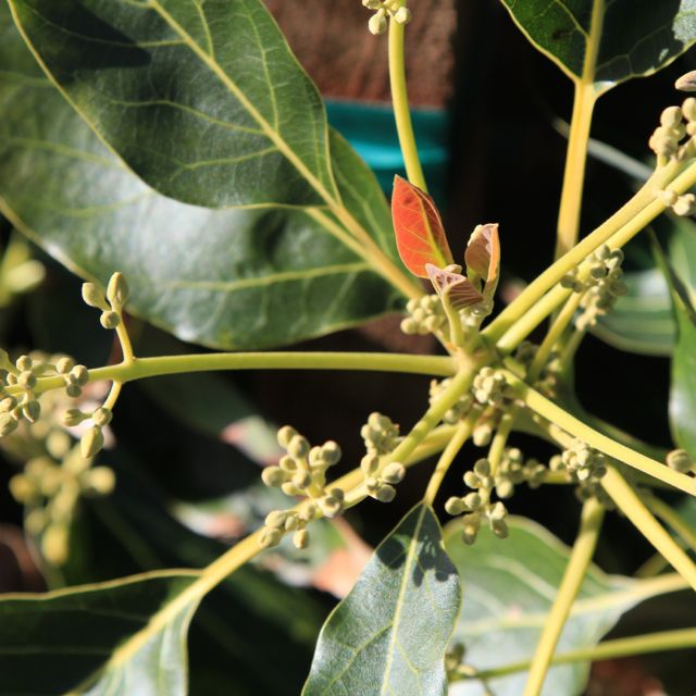 avocado tree: new growth