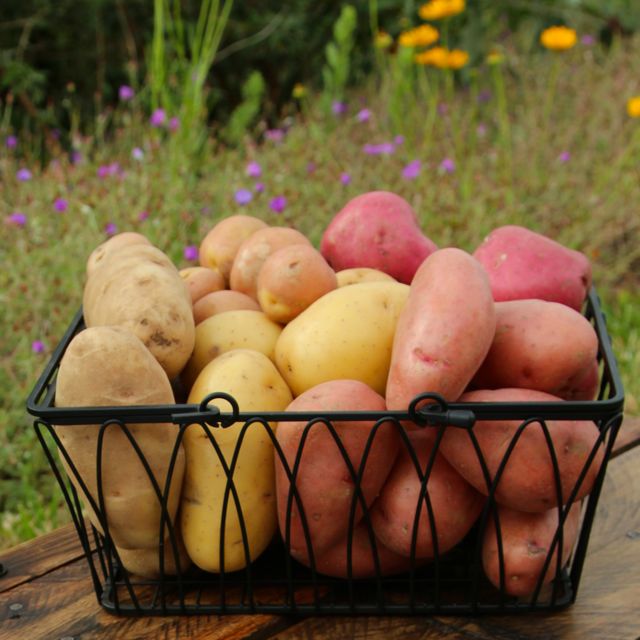 5 potato varieties