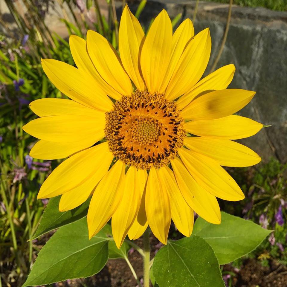 sunflower in morning