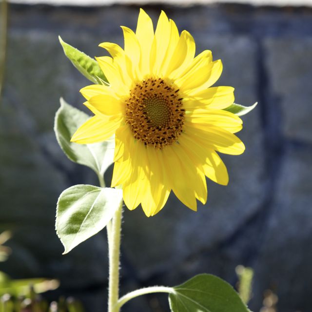 afternoon sunflower
