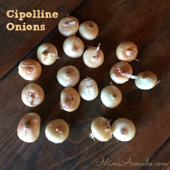 Cipolline Onion