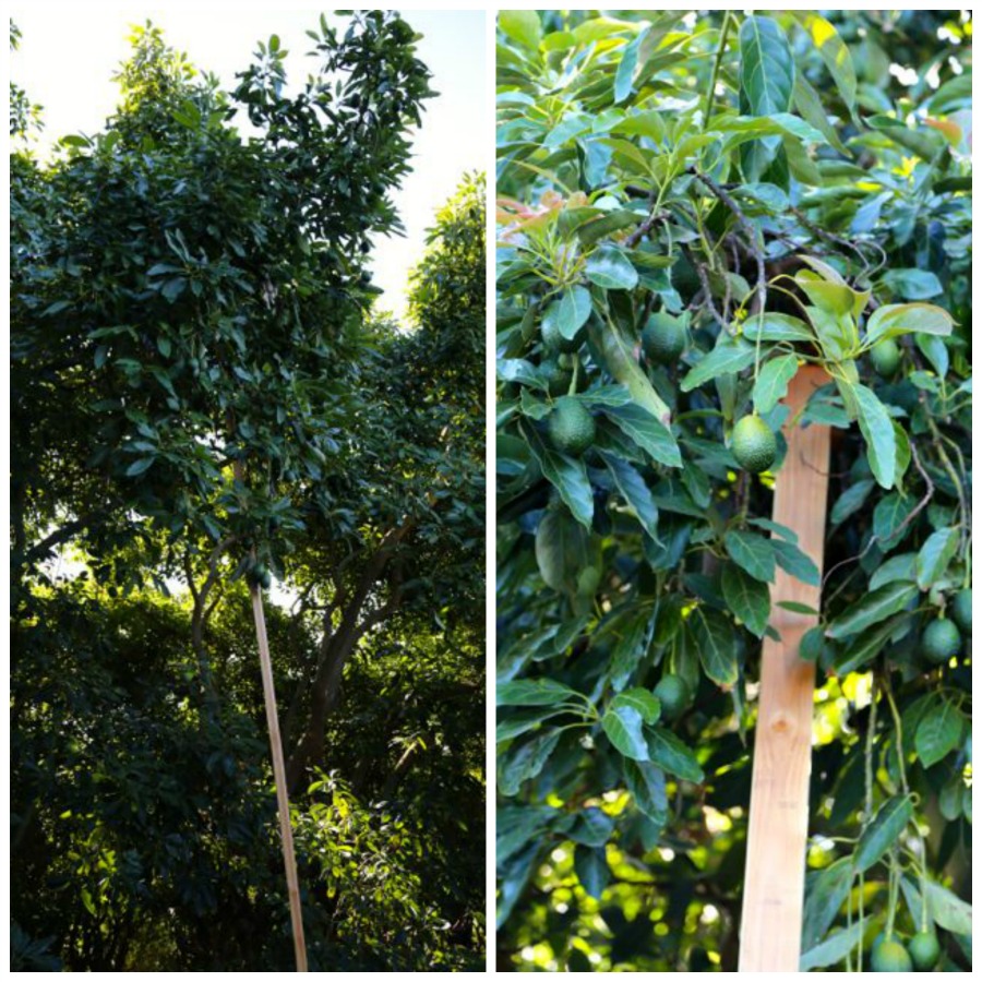 avocado tree supports