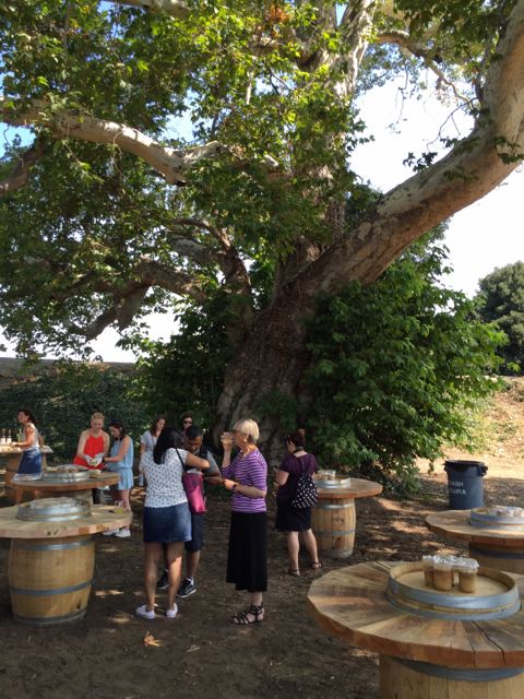 old sycamore tree