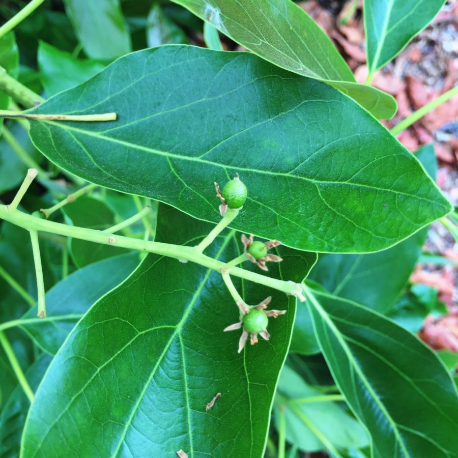 baby avocados