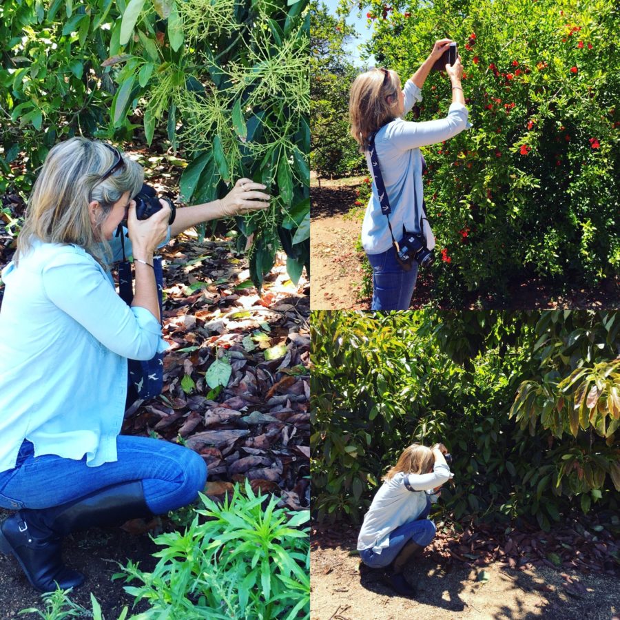 photographing avocado trees