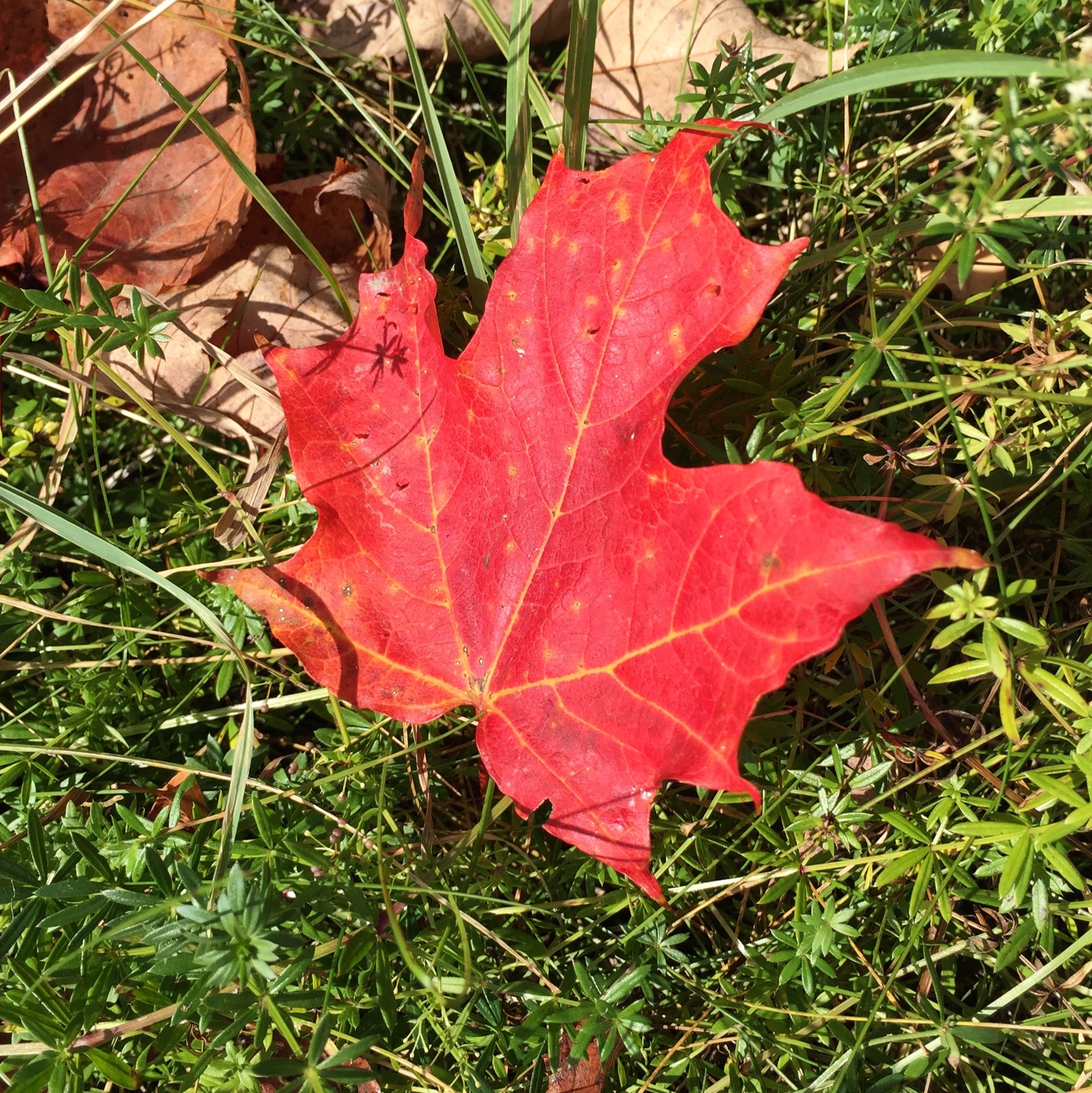 maple leaf in autumn Vermont