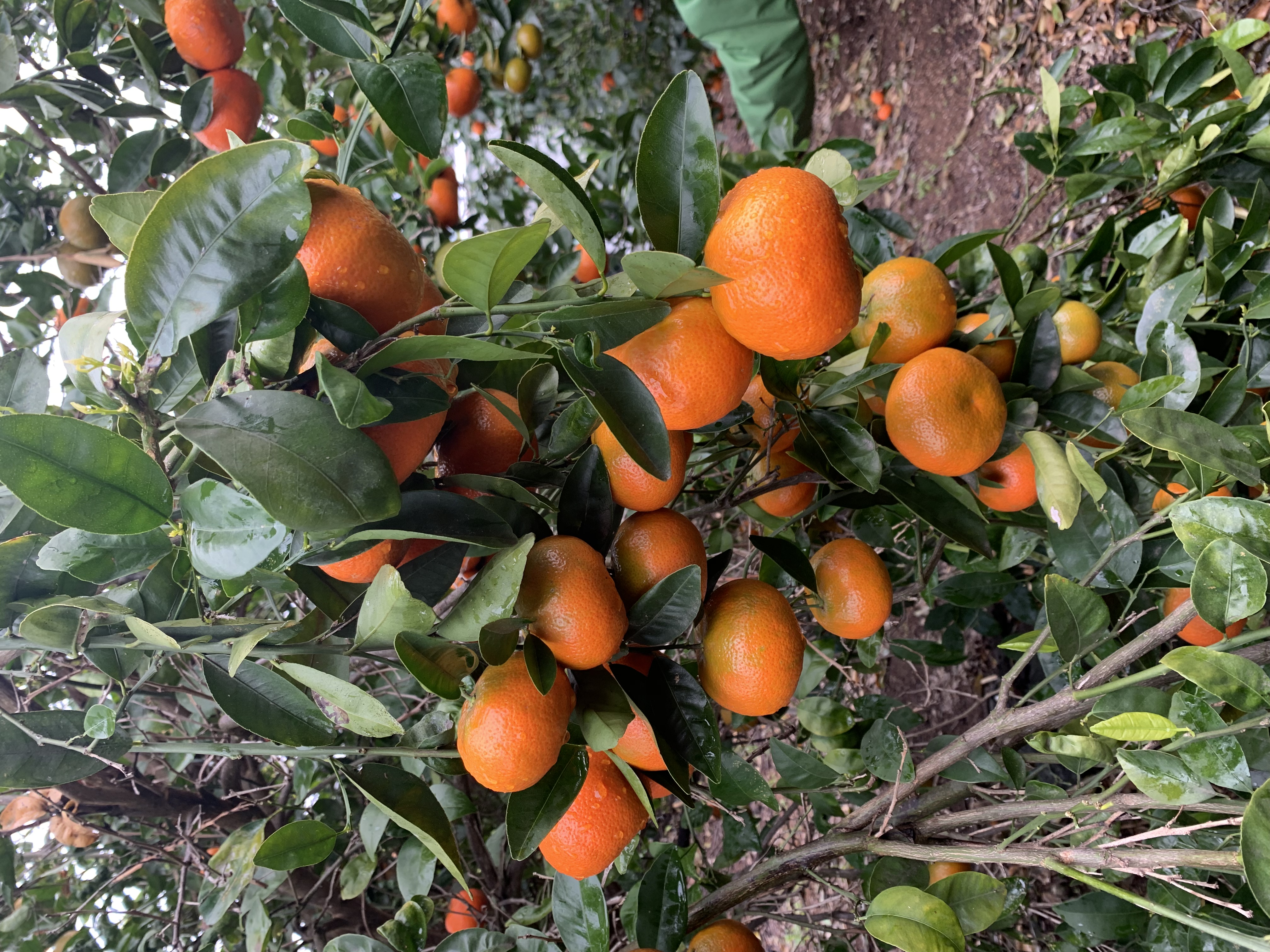 Tango Mandarin Oranges