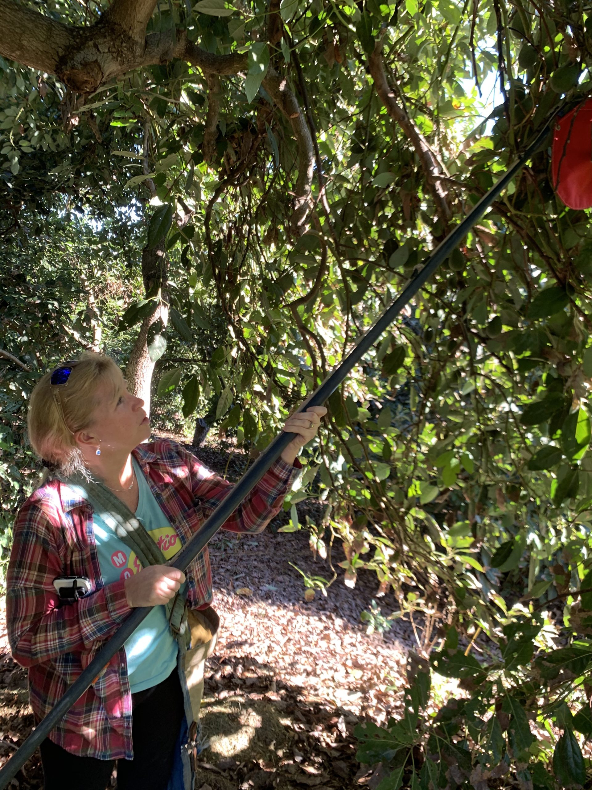 using a picking pole to harvest fruit high in the tree