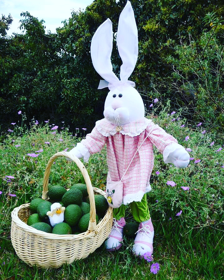 Easter bunny brings avocados