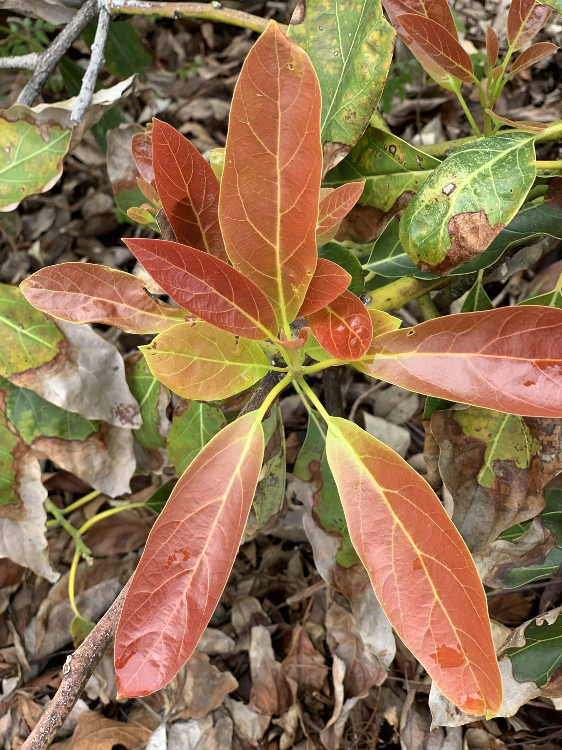 new red leaves on avocado trees