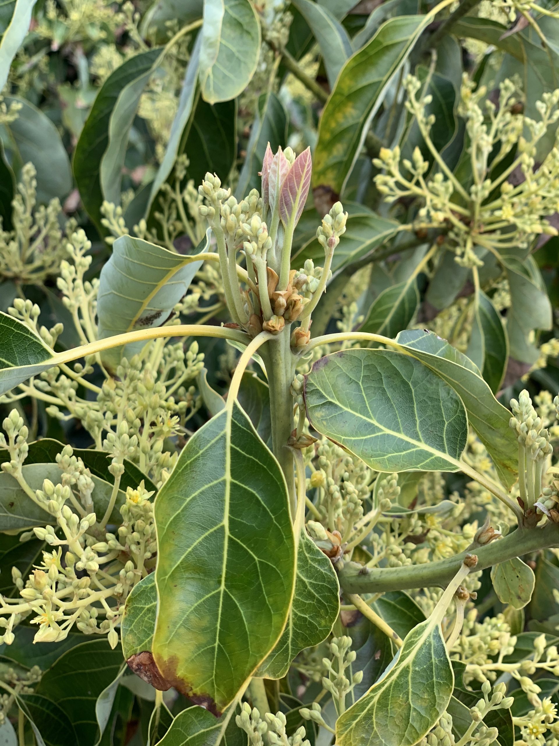 Buds become blossoms on avocado trees