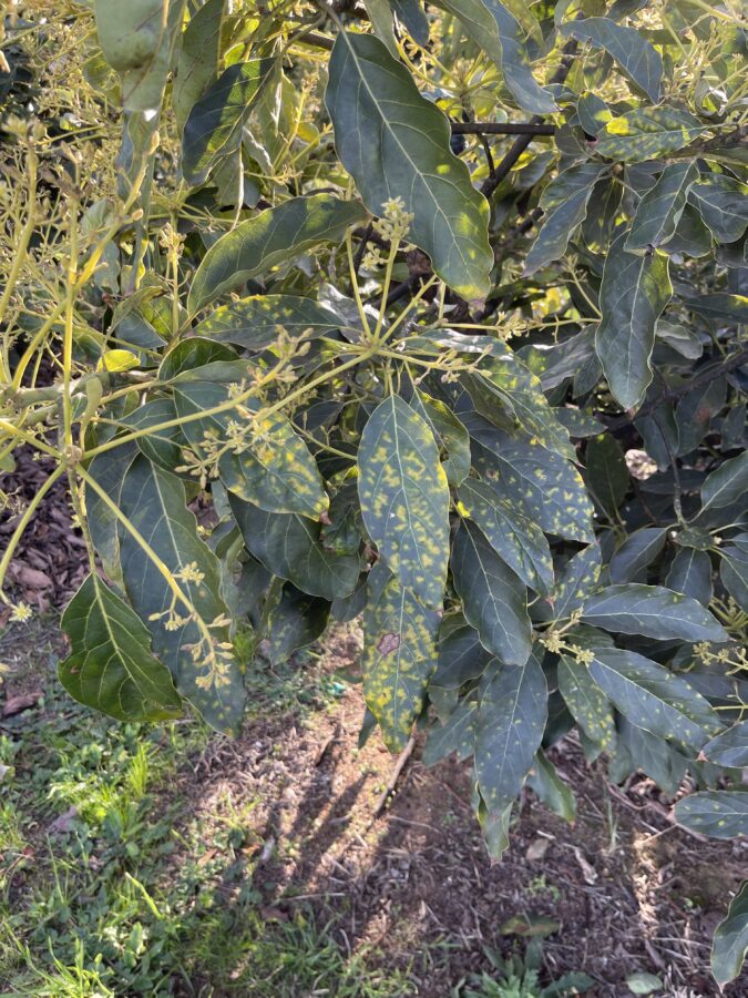 yellow spotted leaves on an avocado tree 